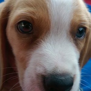 Meet your Posher, Pita